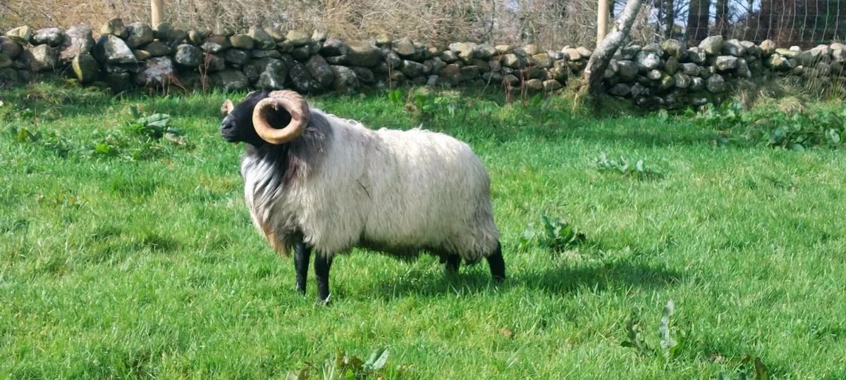 SIS MAYO BLACKFACE  HOGGET RAM - Image 1