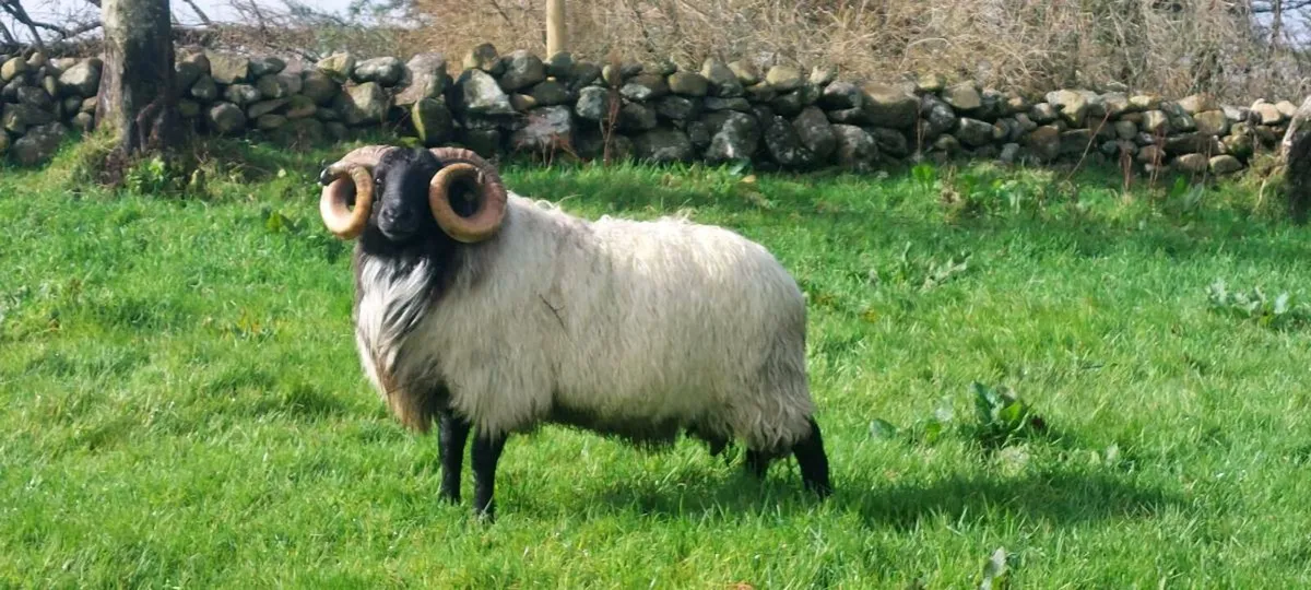 SIS MAYO BLACKFACE  HOGGET RAM - Image 2