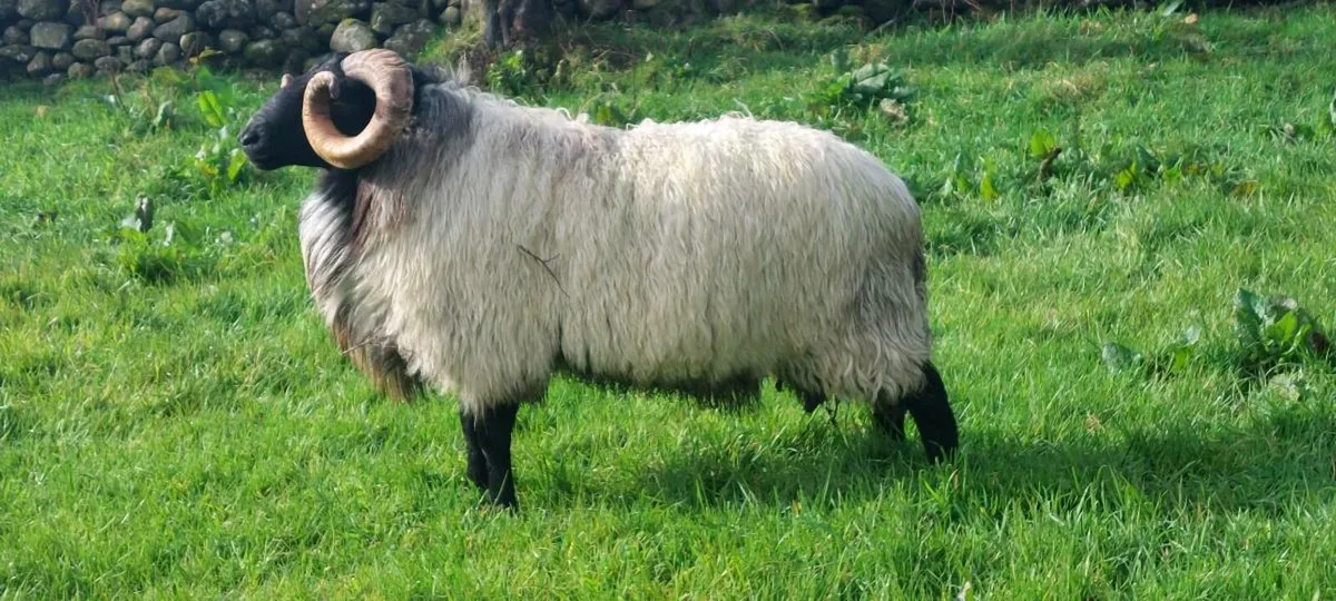 SIS MAYO BLACKFACE  HOGGET RAM - Image 3