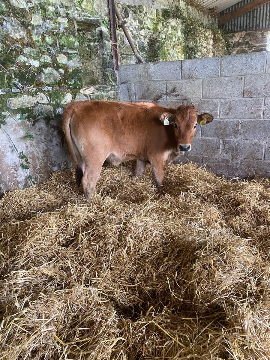 Super cow maker - Image 1