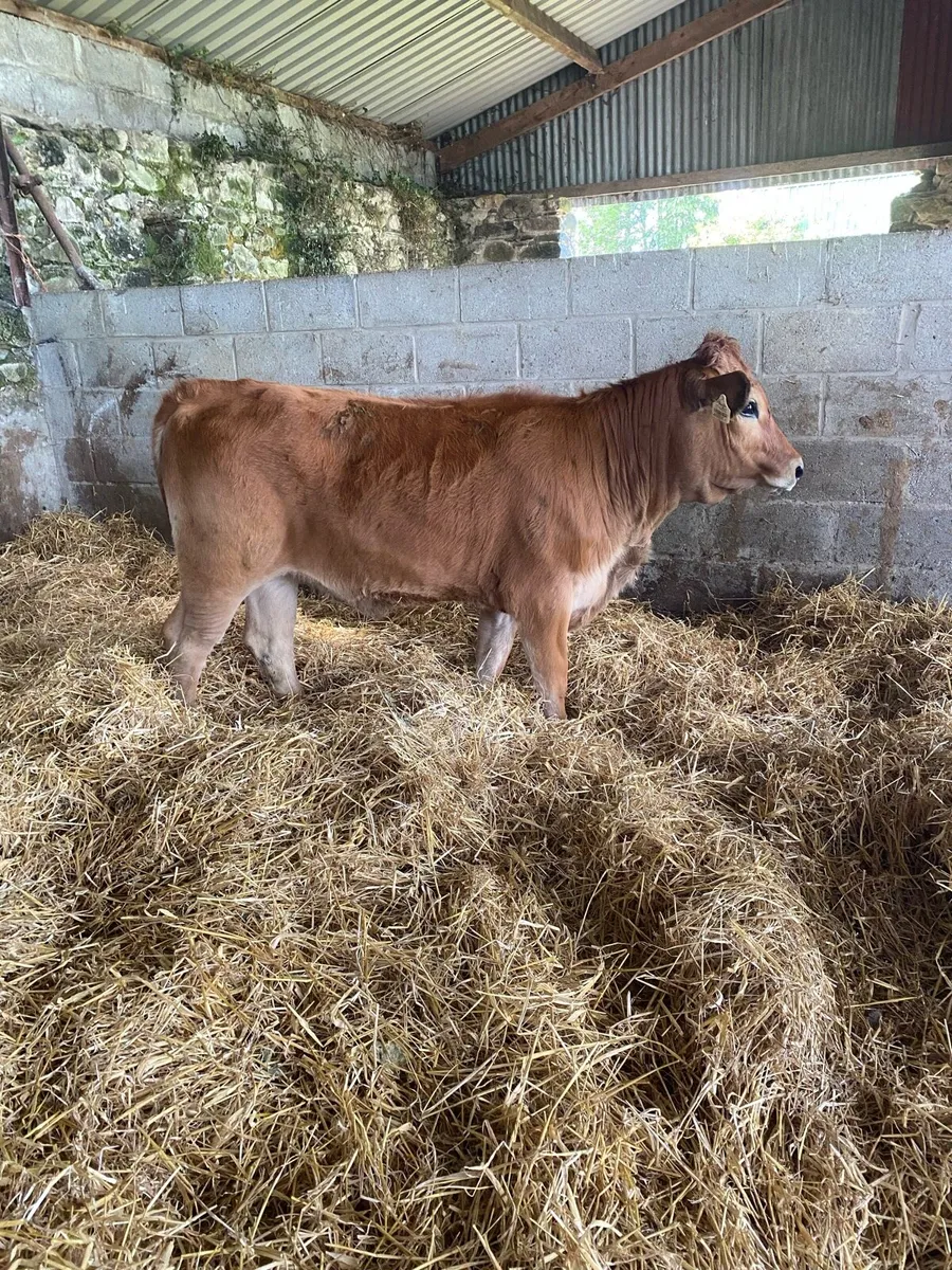 Super cow maker - Image 4