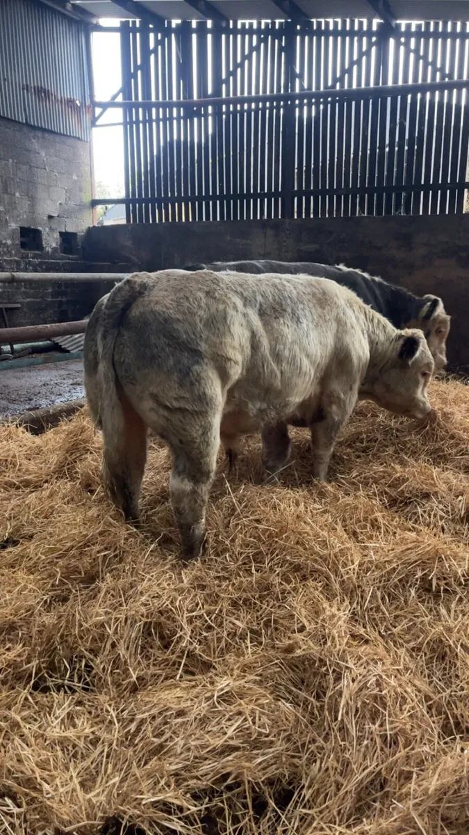6 suckler bred bulls for sale - Image 1