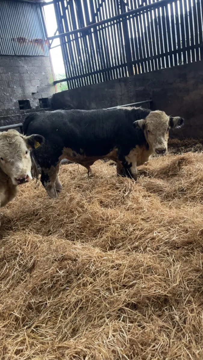 6 suckler bred bulls for sale - Image 2