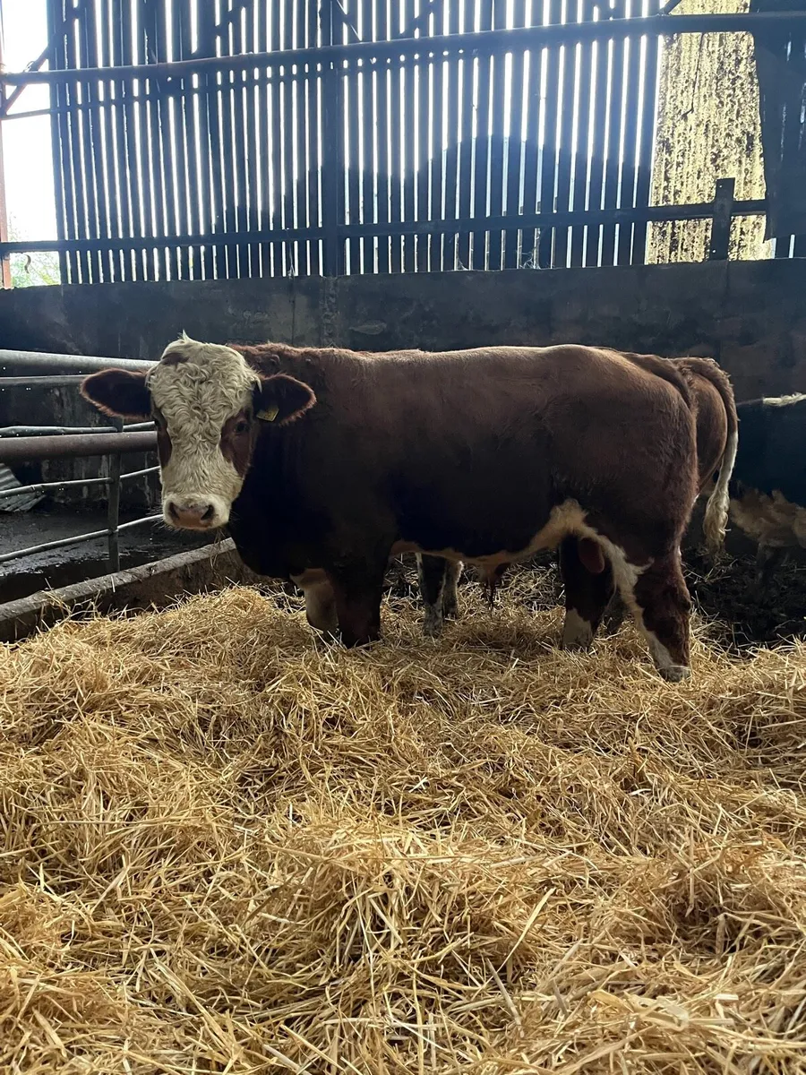 6 suckler bred bulls for sale - Image 3