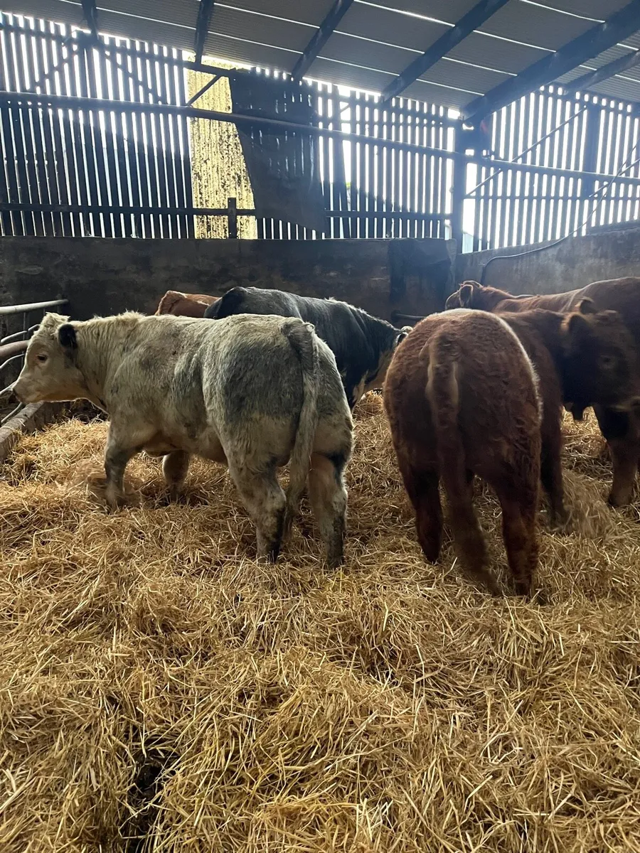 6 suckler bred bulls for sale - Image 4