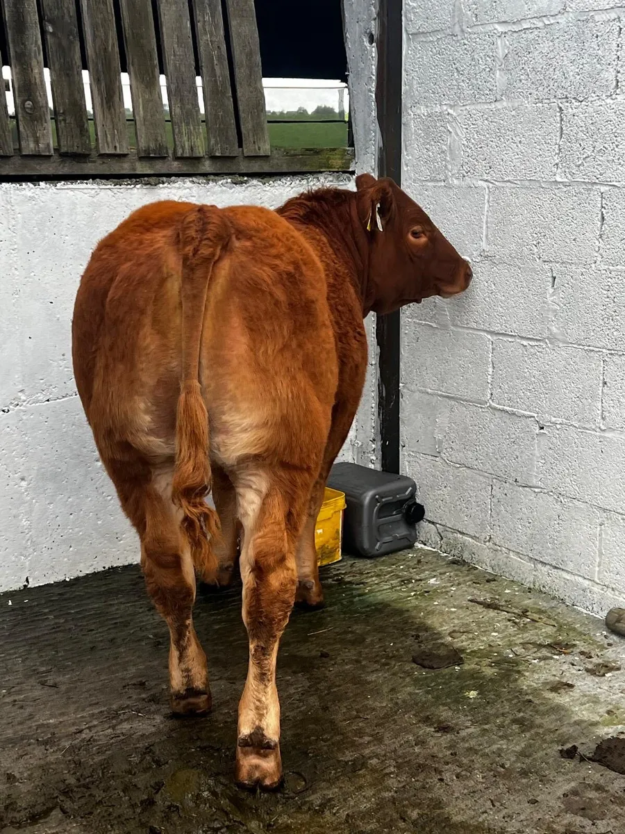 Super show quality heifer calves. - Image 2