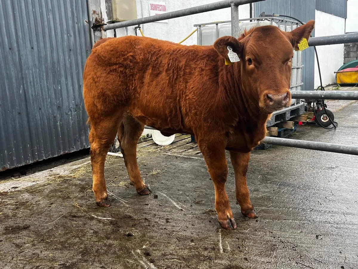 Super show quality heifer calves. - Image 3