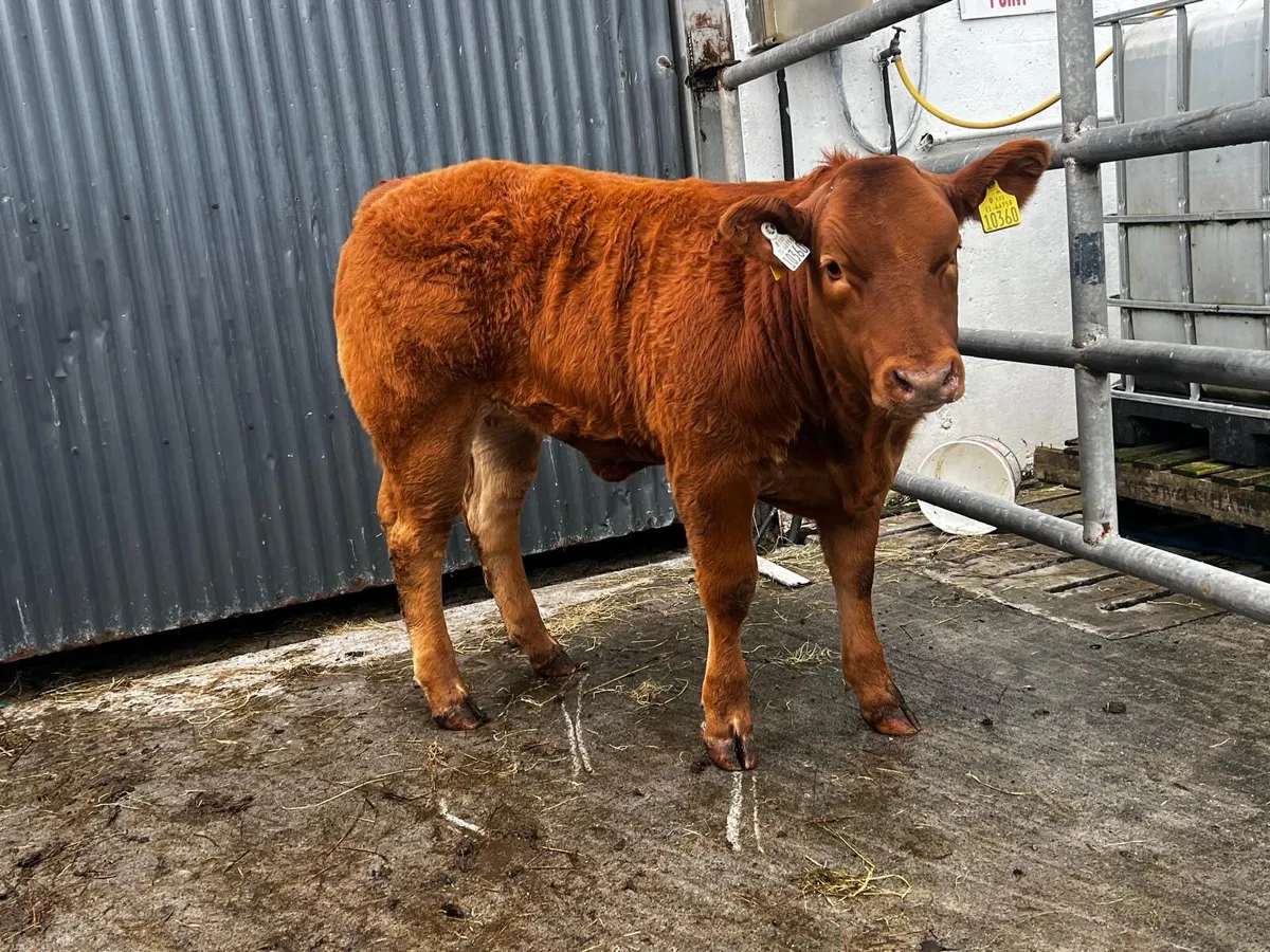 Super show quality heifer calves. - Image 4