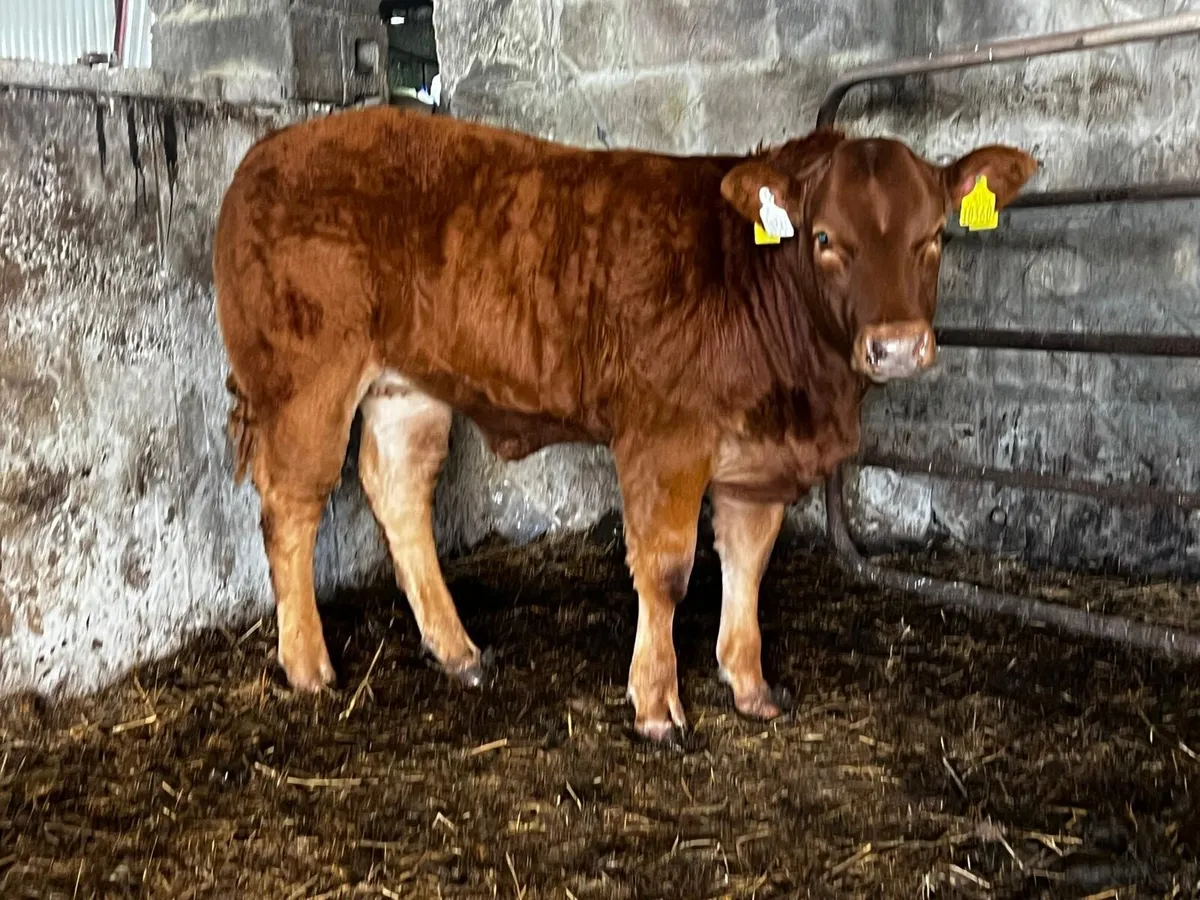 Super show quality heifer calves. - Image 1