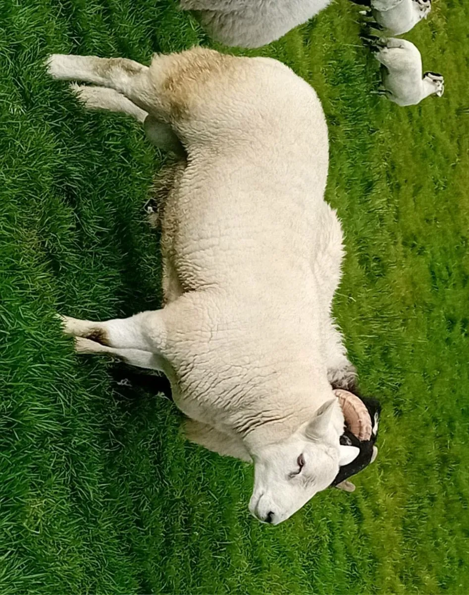 Sheep - Image 2