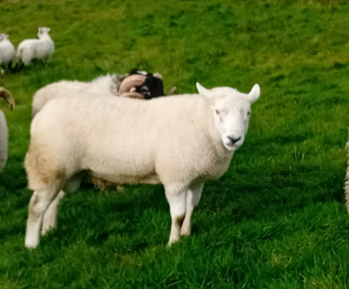 Sheep - Image 1