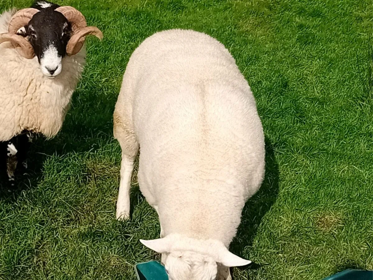 Sheep - Image 3