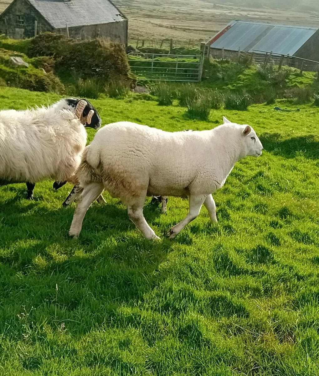 Sheep - Image 4