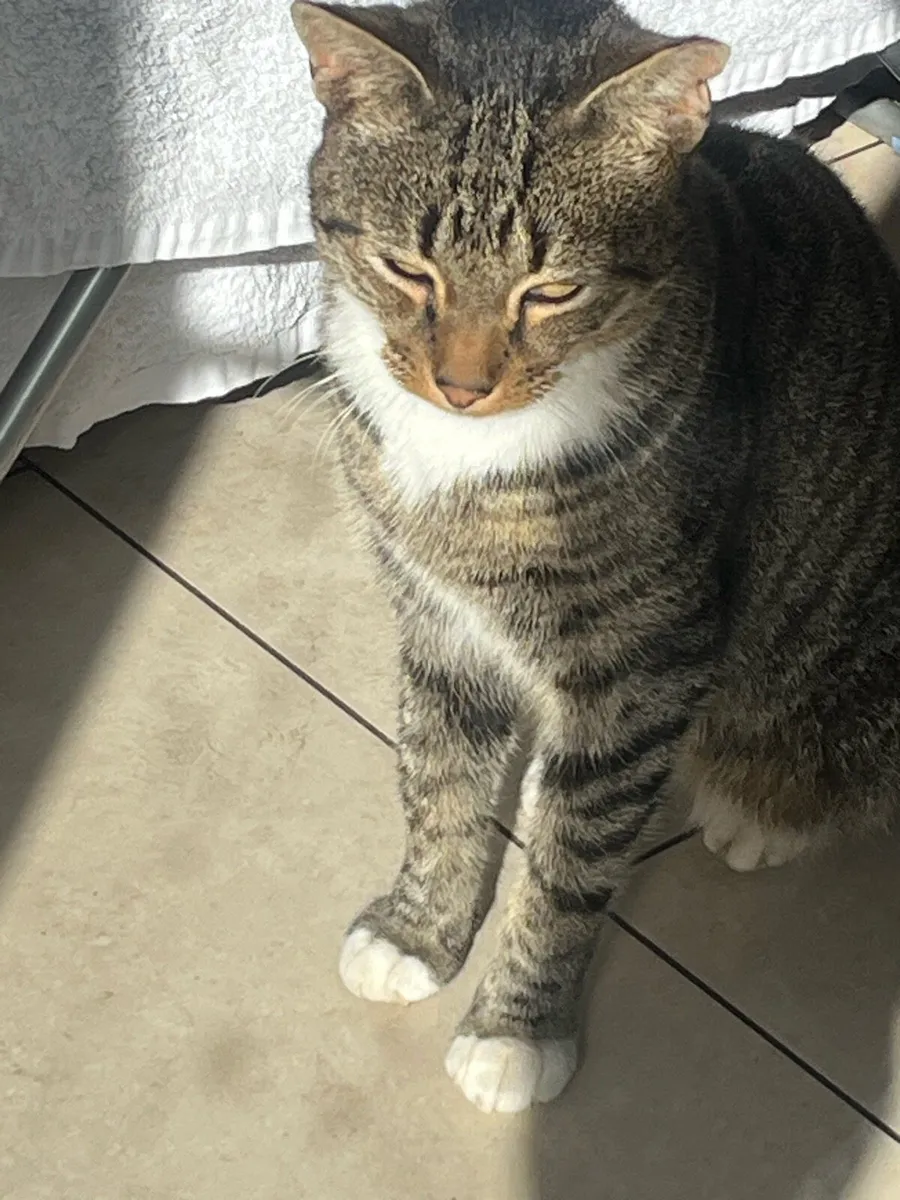 Cat for re-homing - Image 1