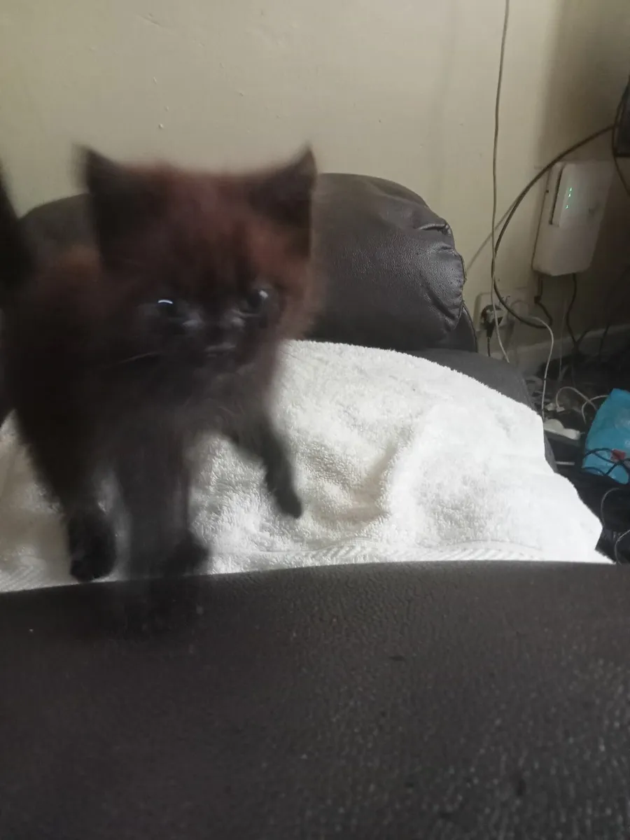 Kitten - Image 2