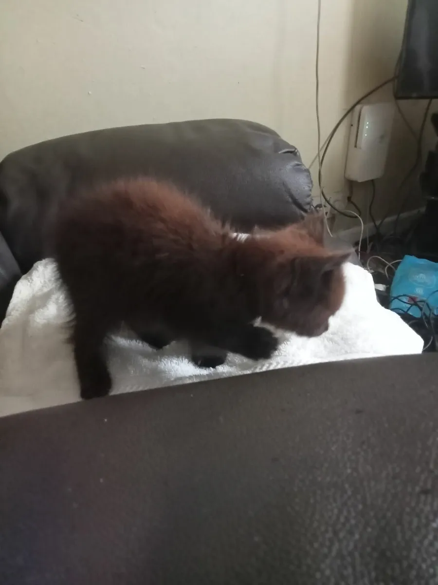 Kitten - Image 3