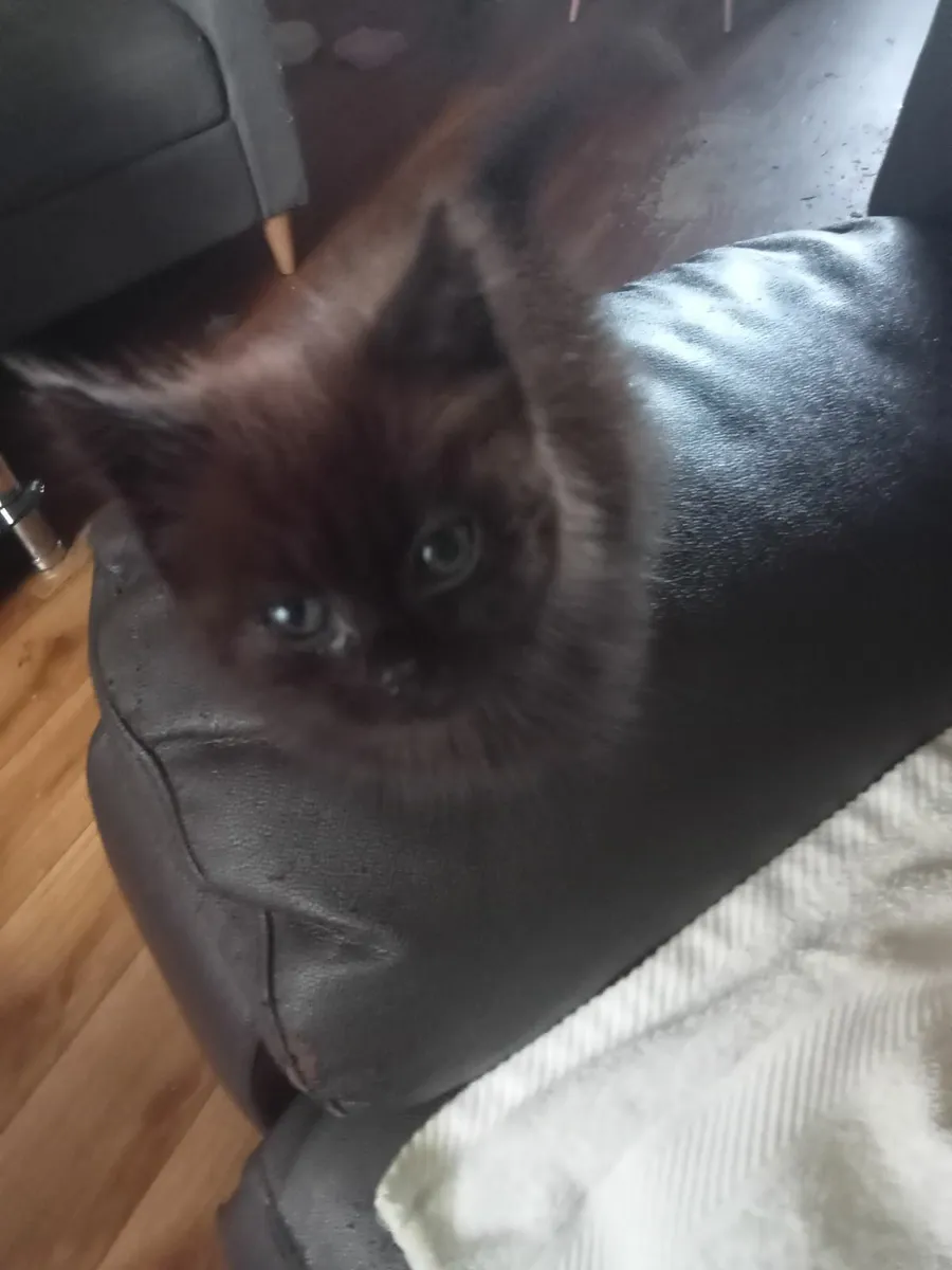 Kitten - Image 1