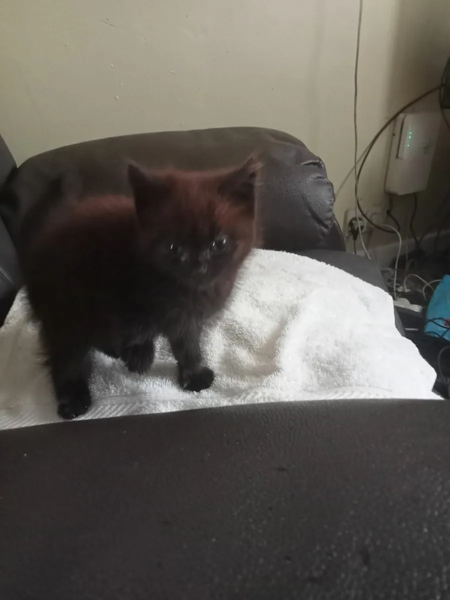 Kitten - Image 4