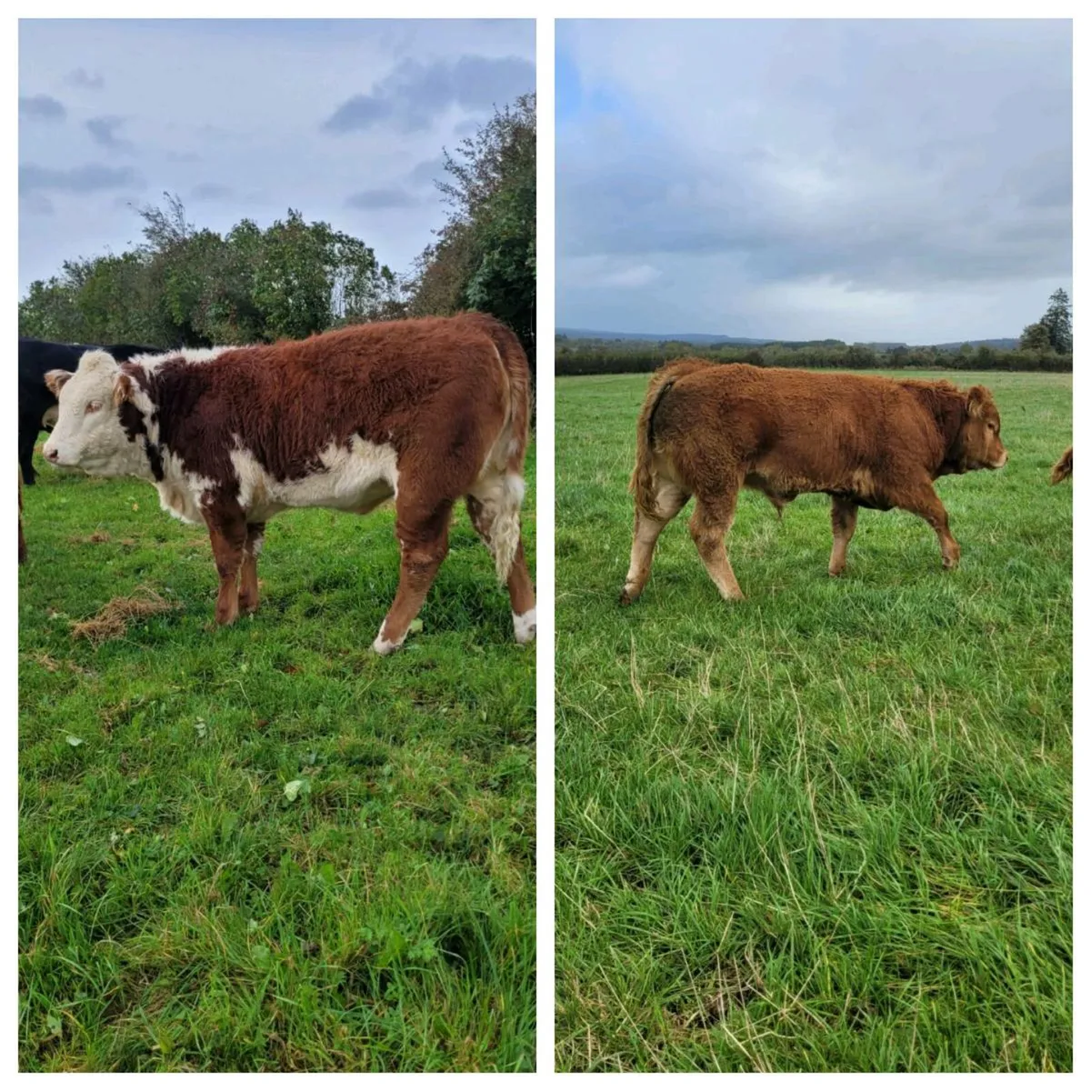 Limousin weanling Bulls and Heifers. Roscrea mart - Image 1