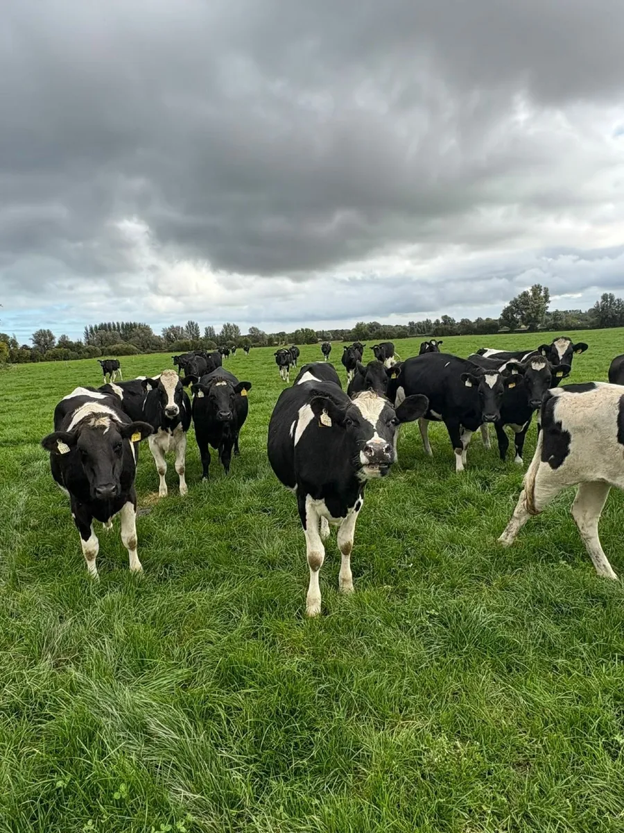 18 Quality High EBI FR in-calf Heifers - Image 2