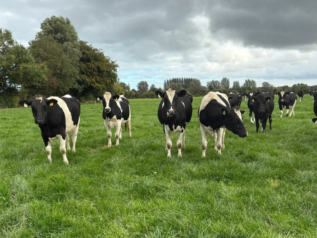 18 Quality High EBI FR in-calf Heifers - Image 1
