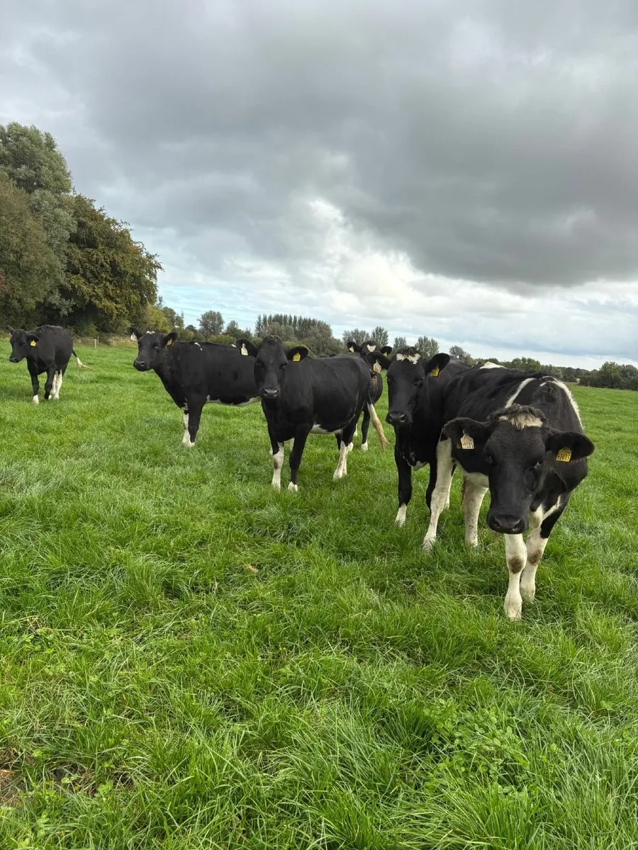 18 Quality High EBI FR in-calf Heifers - Image 3