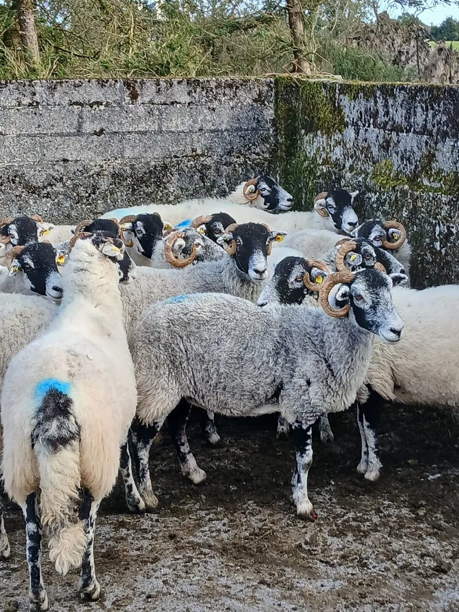 Swadale ewes - Image 1