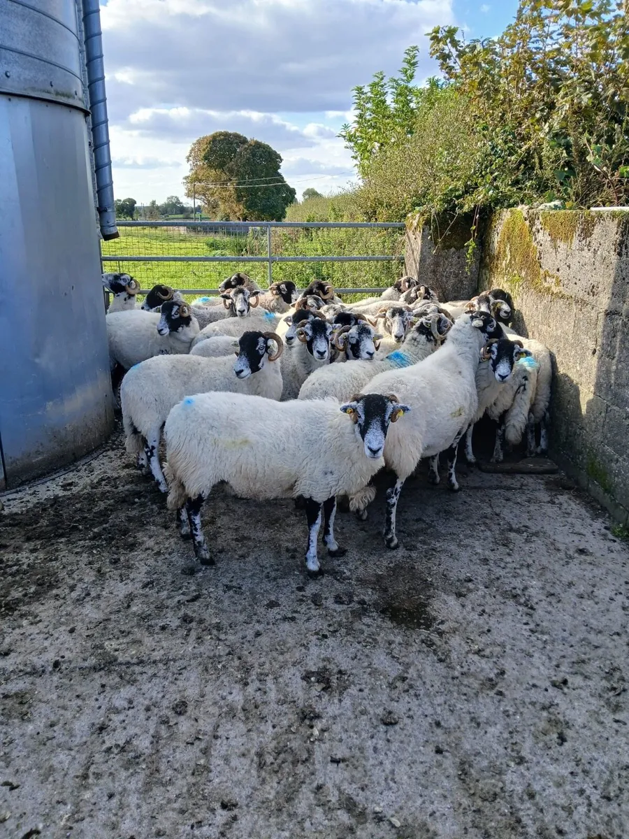 Swadale ewes - Image 2