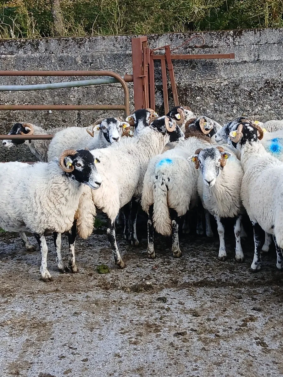 Swadale ewes - Image 3