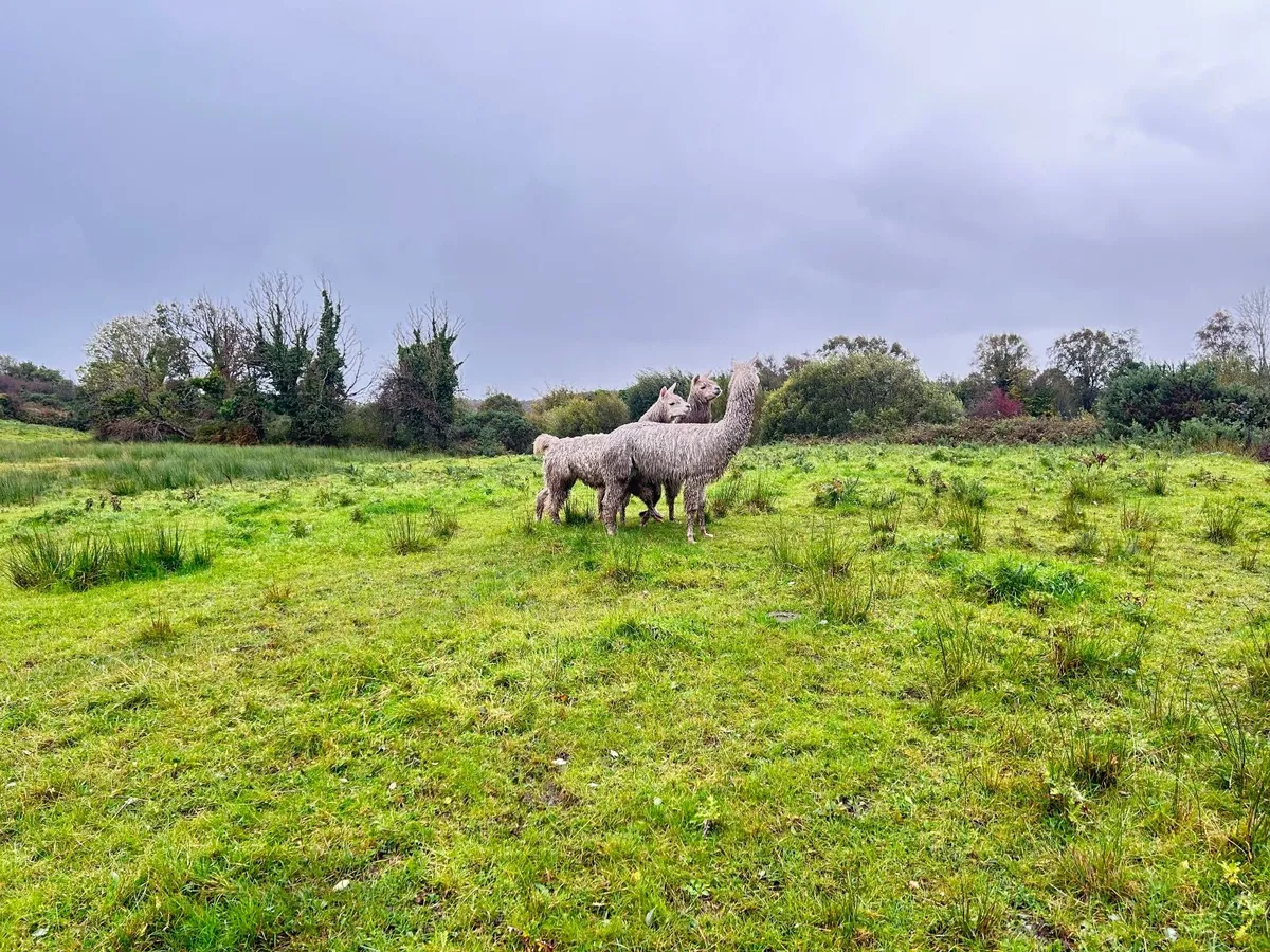 Alpacas - Image 1