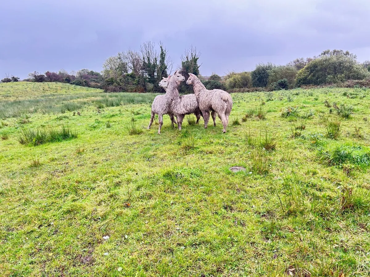 Alpacas - Image 2