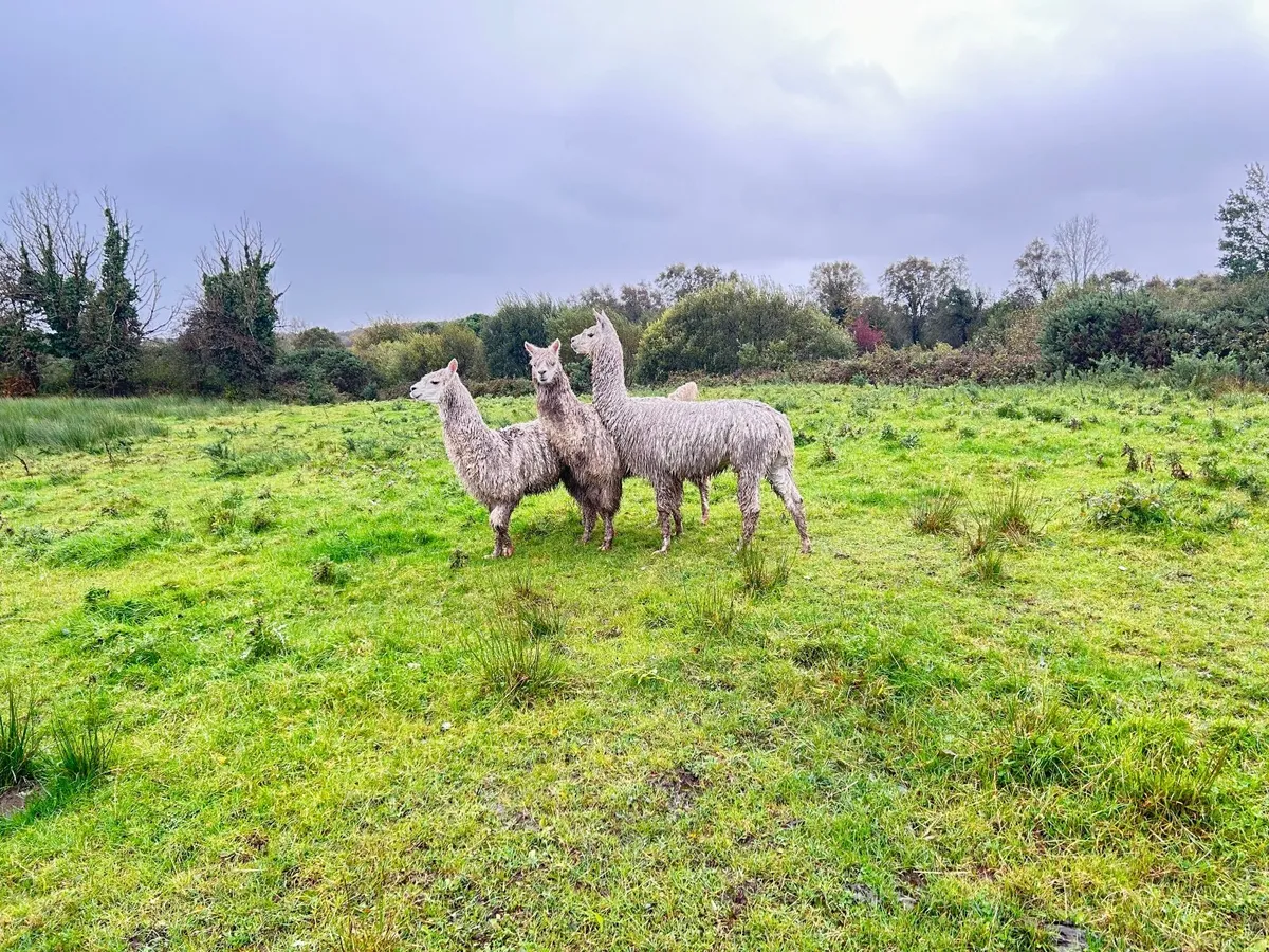 Alpacas - Image 3