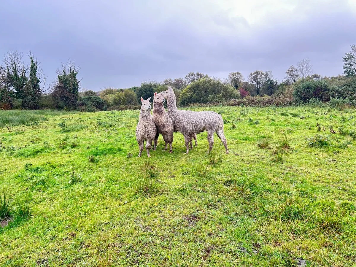 Alpacas - Image 4