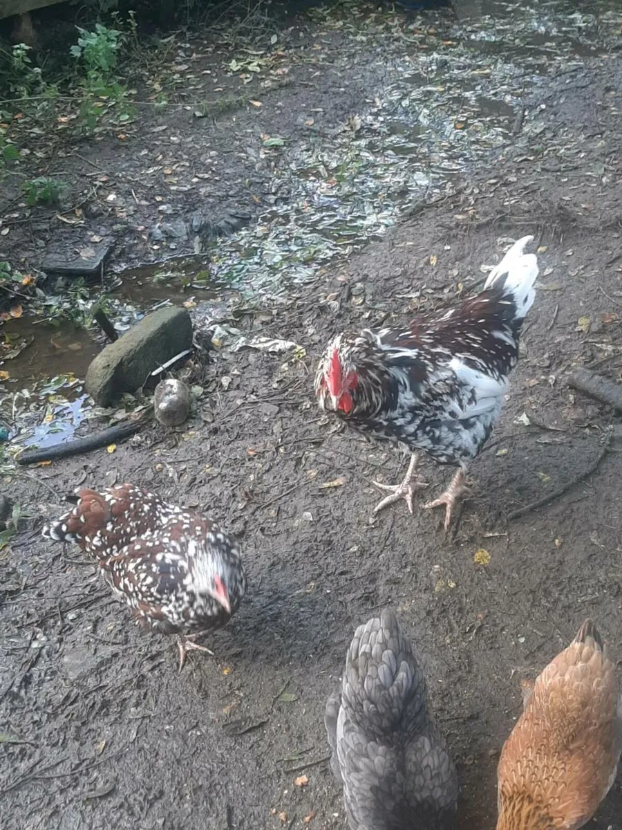 Poultry - Image 1