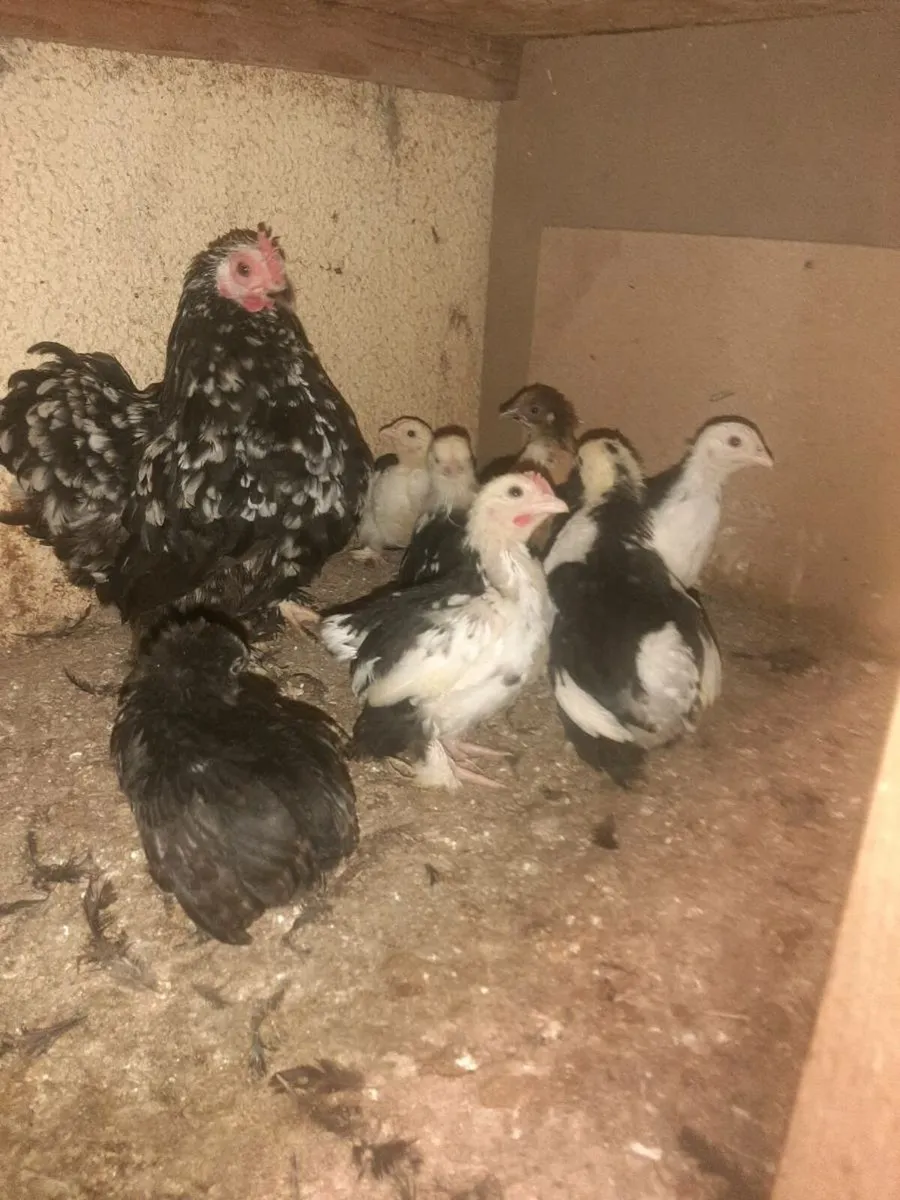 Poultry - Image 2