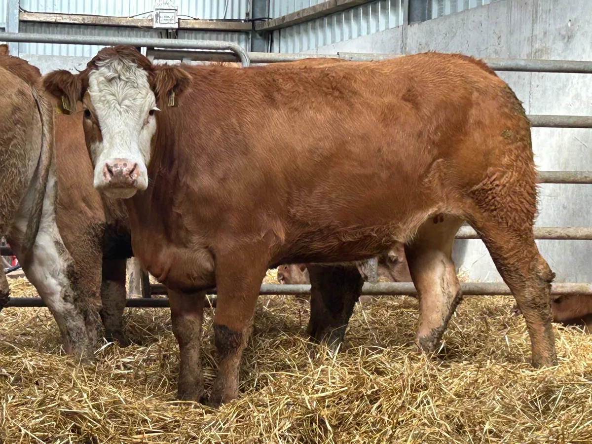 3 smashing incalf heifers - Image 2