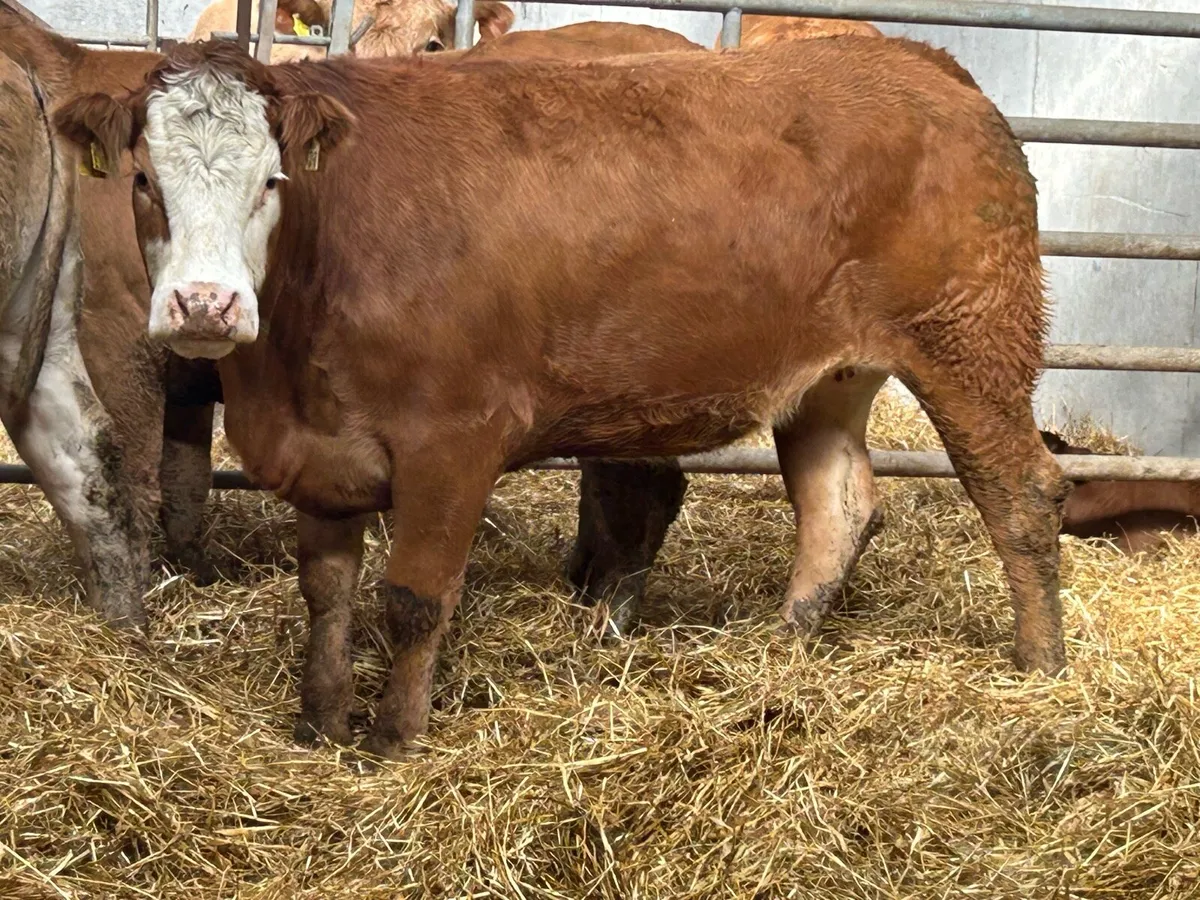 3 smashing incalf heifers - Image 1