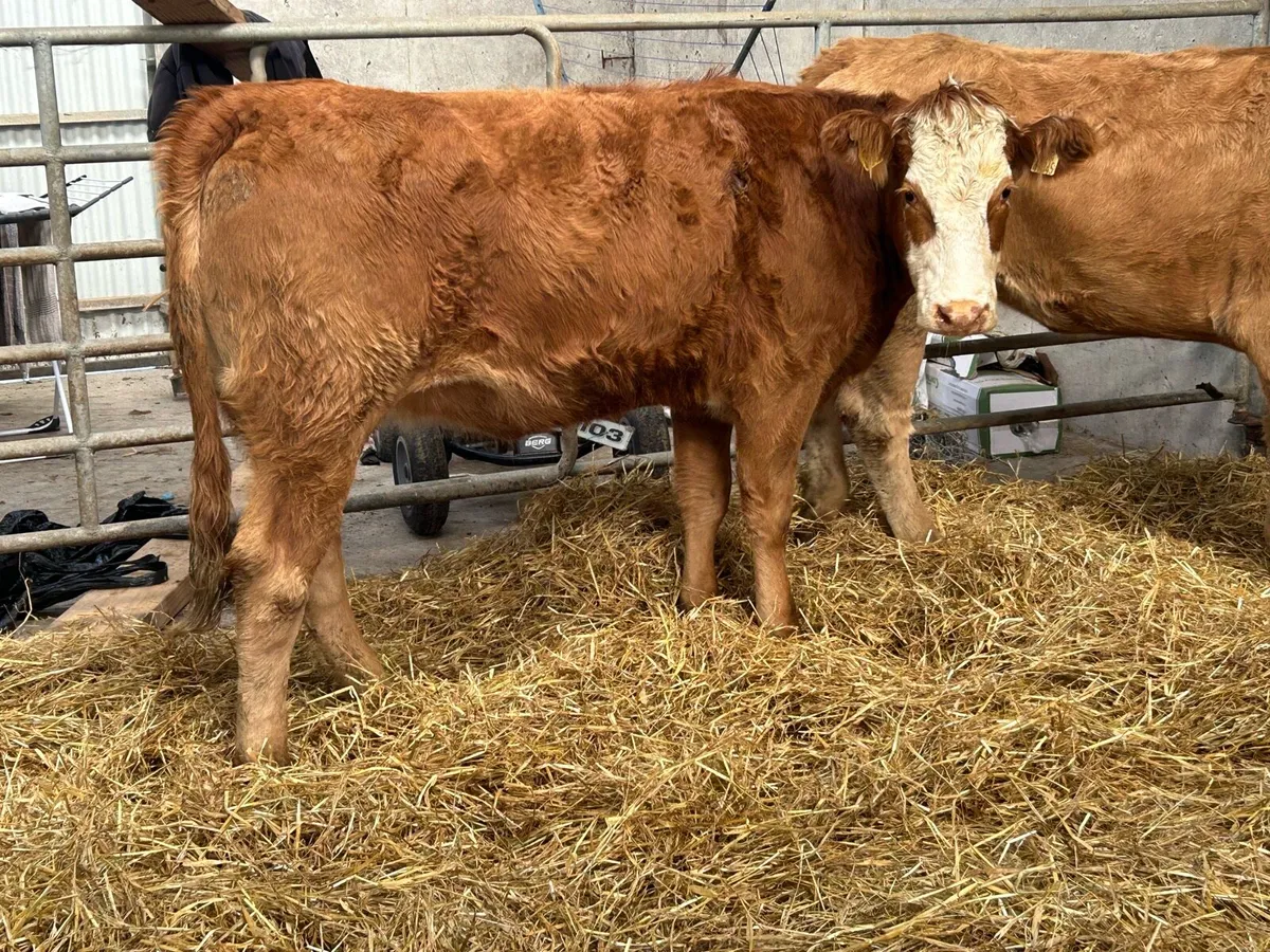 3 smashing incalf heifers - Image 3