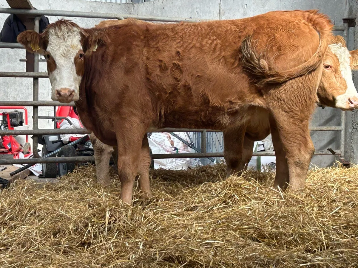 3 smashing incalf heifers - Image 4