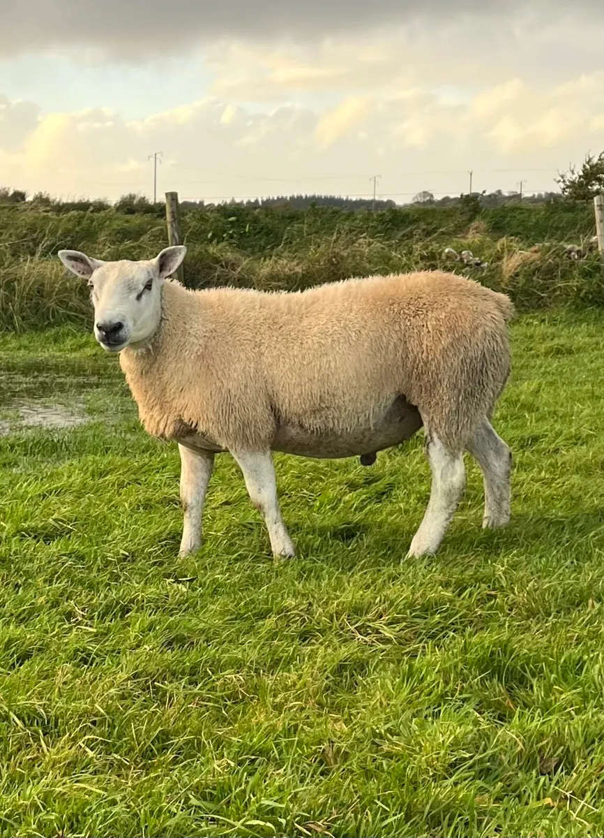 Abberfield and Suffolk hogget rams - Image 1