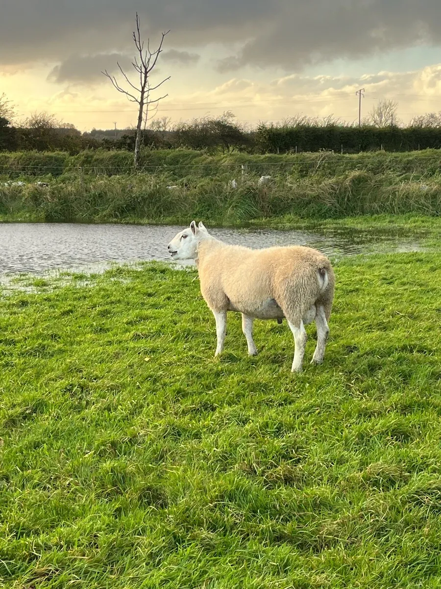 Abberfield and Suffolk hogget rams - Image 2
