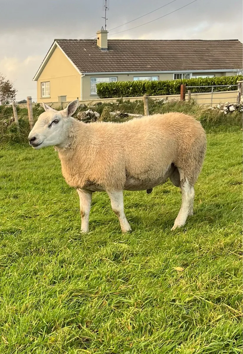 Abberfield and Suffolk hogget rams - Image 3