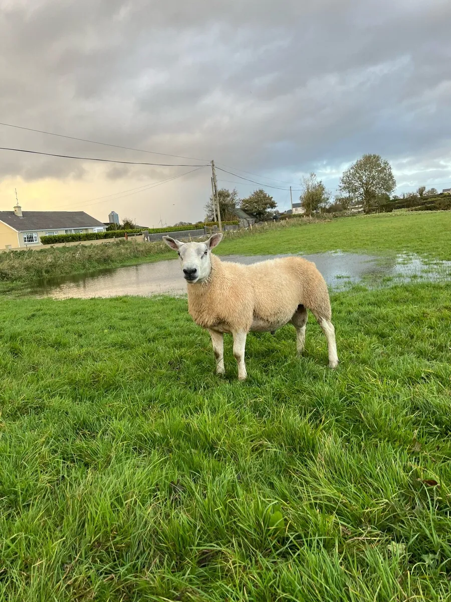 Abberfield and Suffolk hogget rams - Image 4
