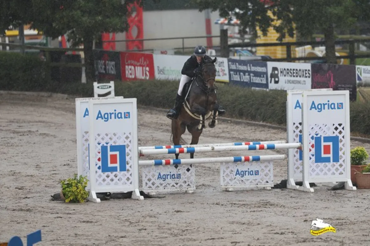 Beautiful easy 15.2 showjumper - Image 1