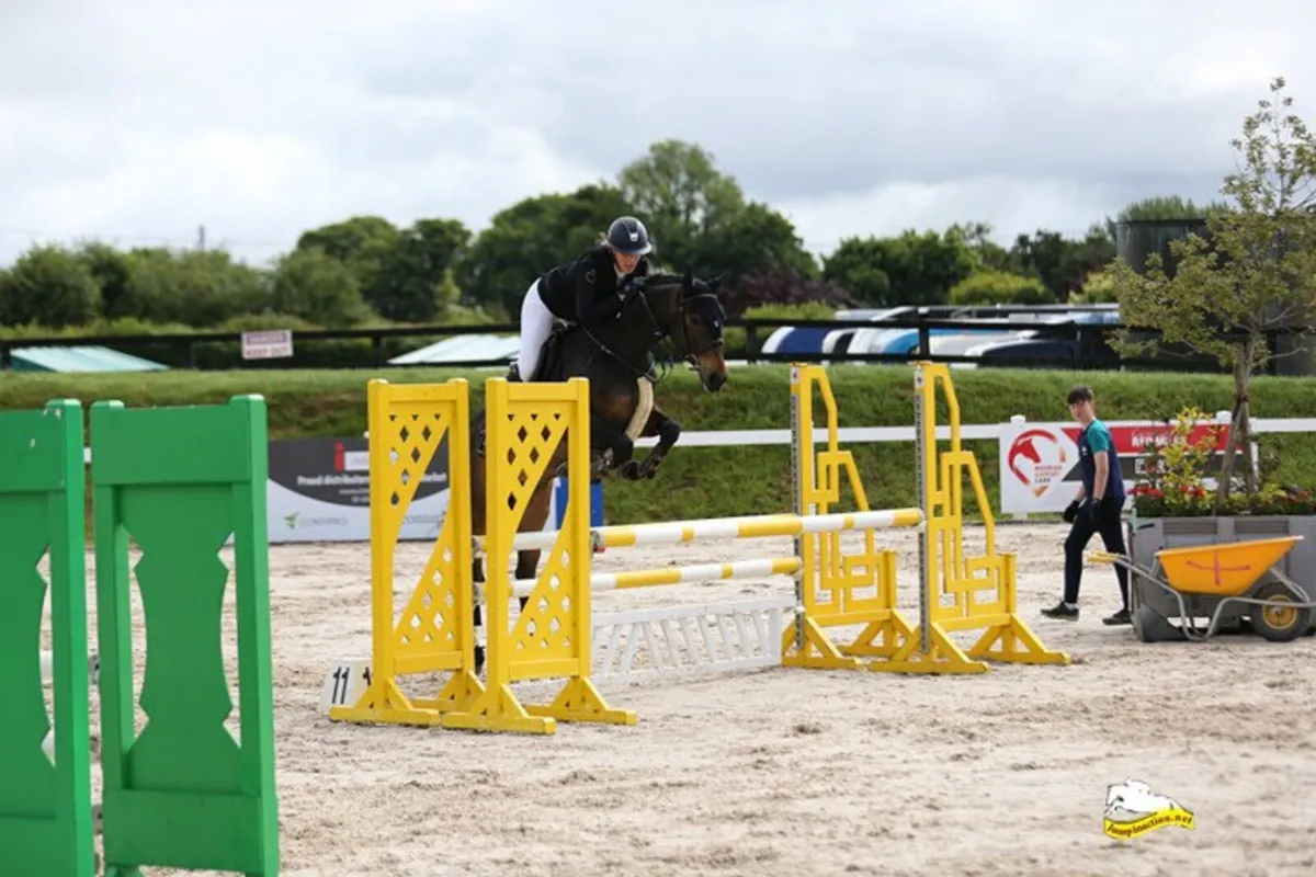 Beautiful easy 15.2 showjumper - Image 2