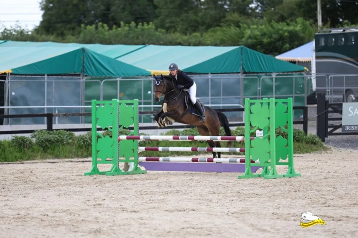 Beautiful easy 15.2 showjumper - Image 4