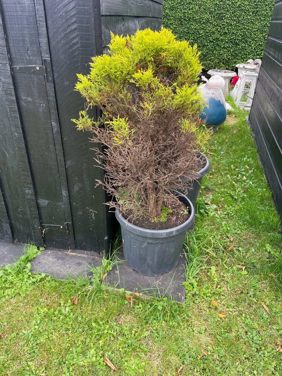 Garden pine tree
