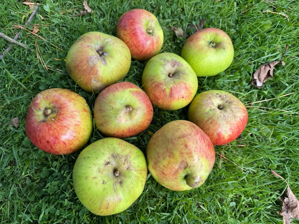 Cooking apples - Image 1