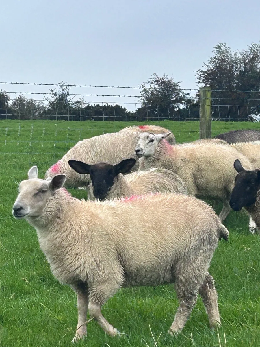 Store lambs - Image 1