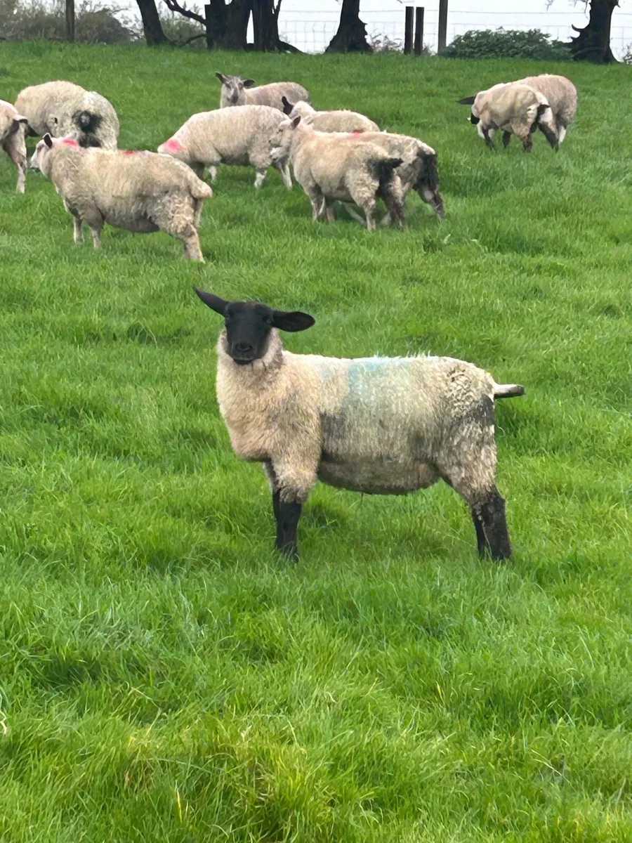 Store lambs - Image 2